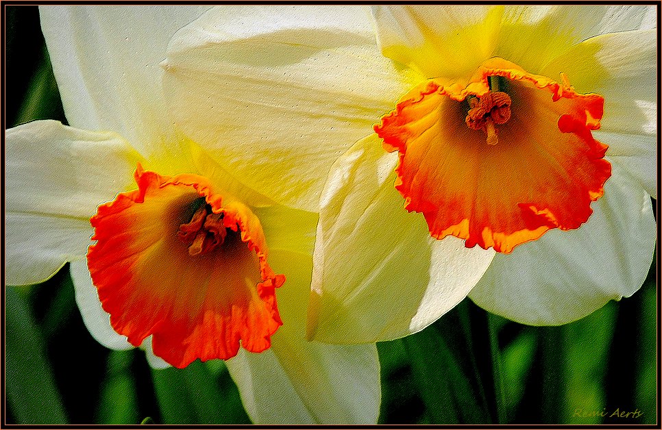 фото "***" метки: природа, макро и крупный план, цветы