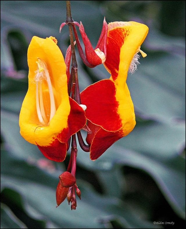 photo "Creeper flowers." tags: nature, flowers