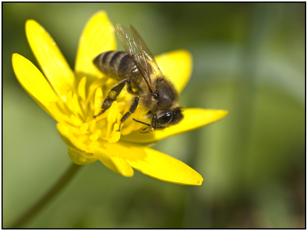 photo "***" tags: nature, macro and close-up, insect