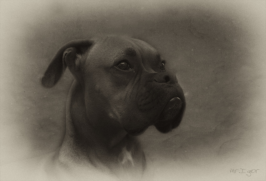 photo "Boxer" tags: nature, portrait, pets/farm animals