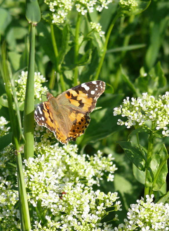 photo "***" tags: nature, macro and close-up, insect