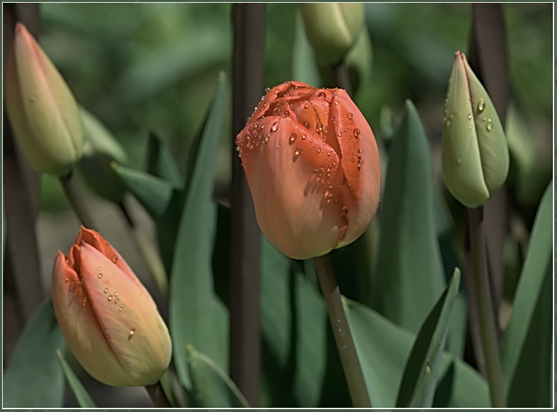 photo "***" tags: nature, macro and close-up, flowers