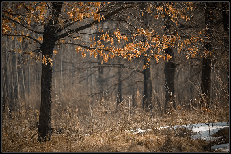 photo "***" tags: landscape, spring