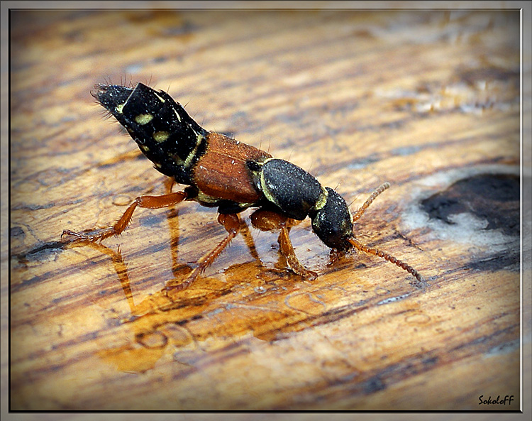 photo "Стафилин великолепный  макро насекомые" tags: macro and close-up, nature, insect