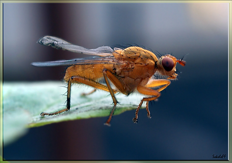 photo "макро муха насекомые" tags: macro and close-up, nature, insect