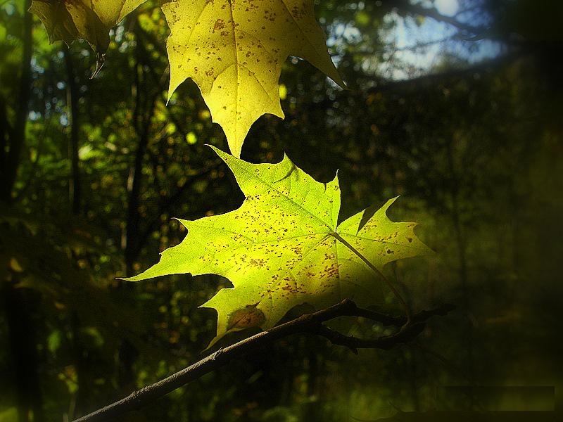 photo "природа,оень,свет,листья" tags: landscape, fragment, autumn