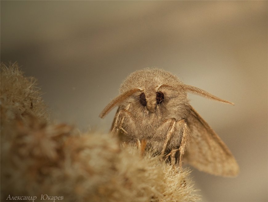 photo "***" tags: macro and close-up, nature, insect