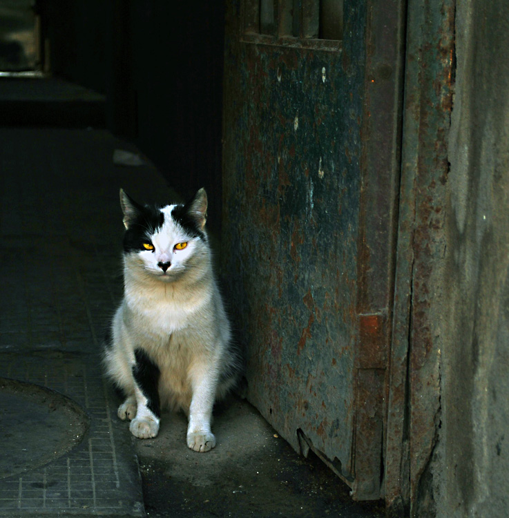 photo "The Guardian" tags: nature, pets/farm animals