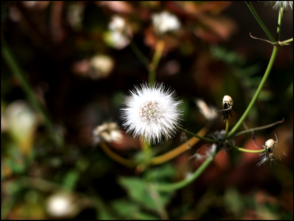 photo "***" tags: nature, flowers