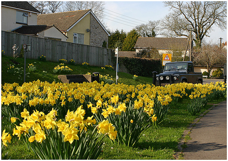 photo "The  April - time of narcissuses." tags: landscape, spring