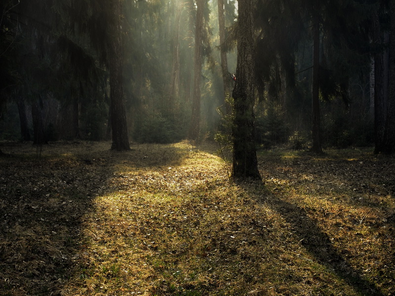 photo "***" tags: landscape, forest