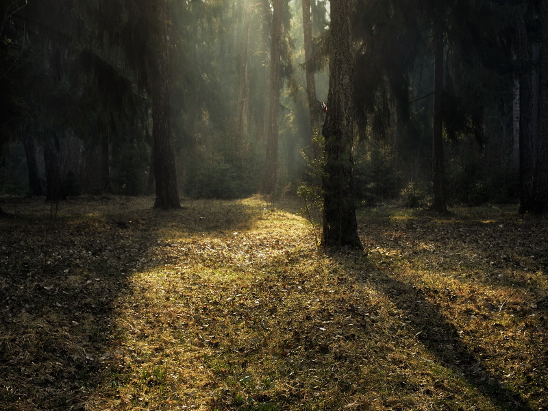 photo "***" tags: landscape, forest