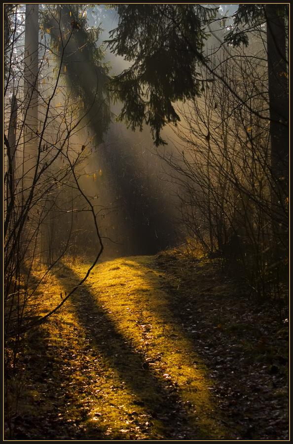 photo "Morning light in the forest" tags: landscape, forest