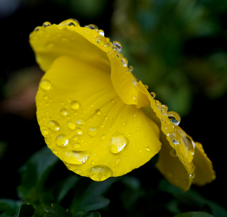 photo "Smile" tags: nature, macro and close-up, flowers