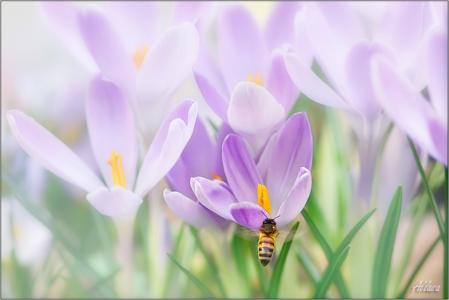 photo "***" tags: nature, flowers, insect