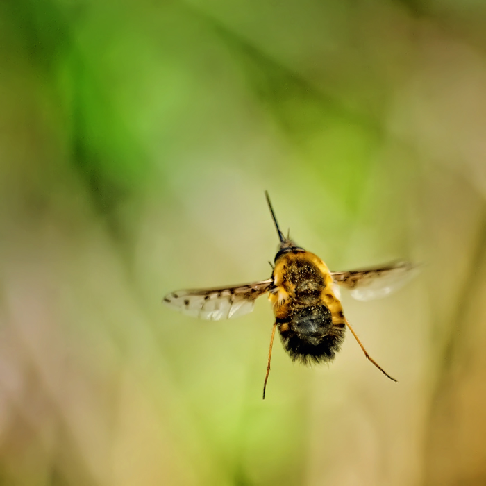 photo "***" tags: nature, macro and close-up, insect