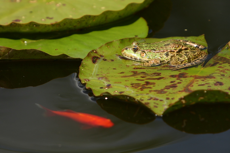 photo "neighbors" tags: landscape, nature, water, wild animals