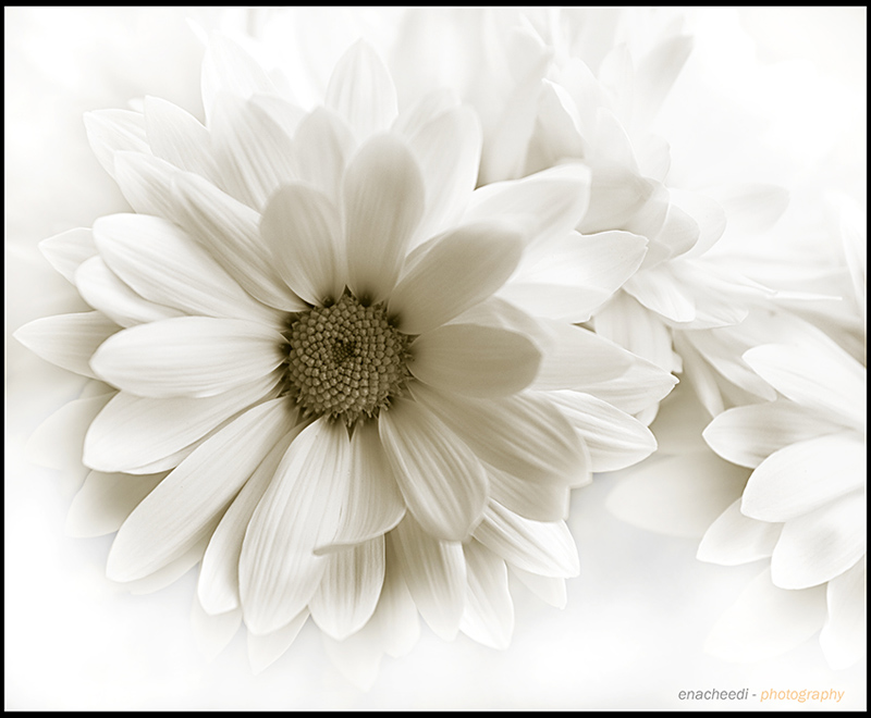 photo "white" tags: nature, flowers