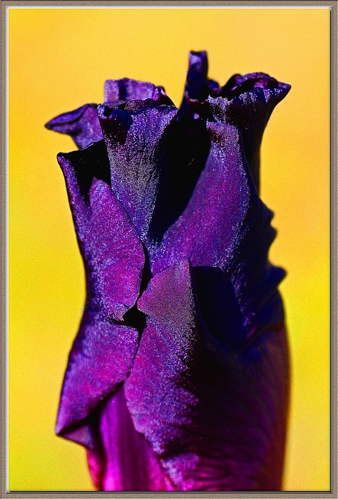 photo "Deep Purple" tags: nature, macro and close-up, flowers