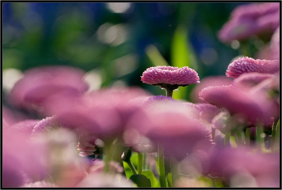 photo "***" tags: nature, flowers