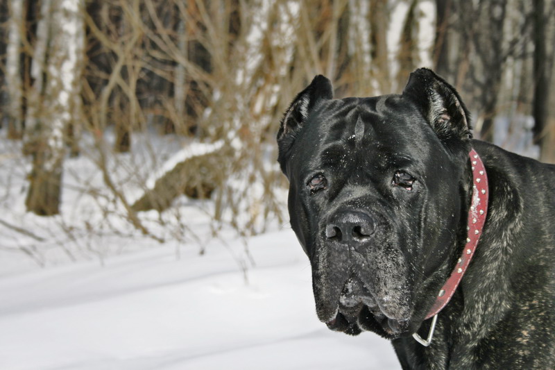 photo "***" tags: portrait, nature, pets/farm animals