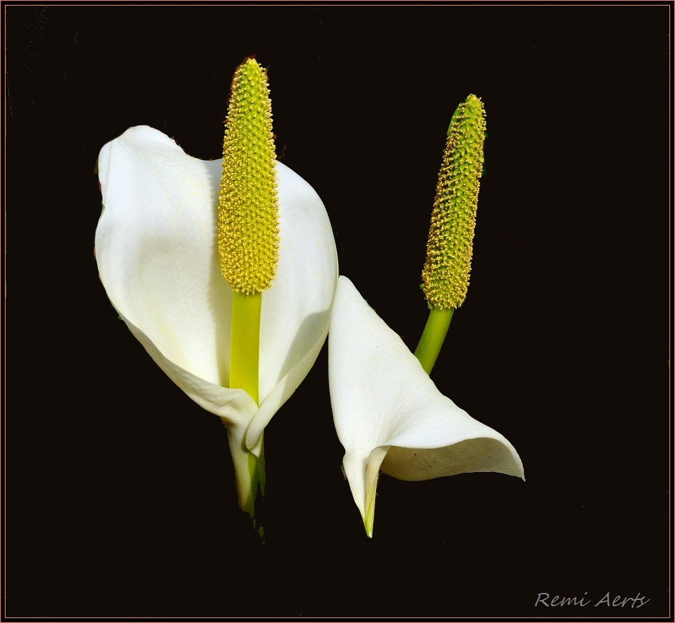 photo "waterflower" tags: nature, macro and close-up, flowers