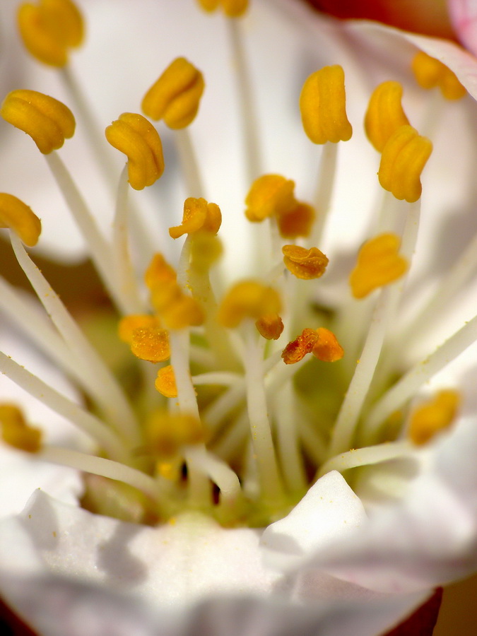 photo "Pistil" tags: nature, macro and close-up, flowers