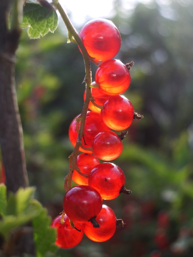 photo "***" tags: macro and close-up, 