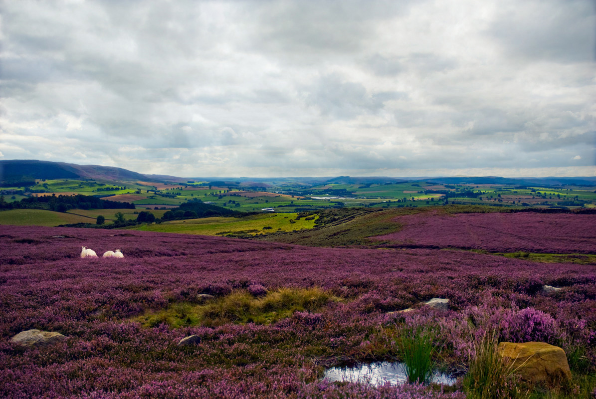 photo "Simonside" tags: landscape, summer