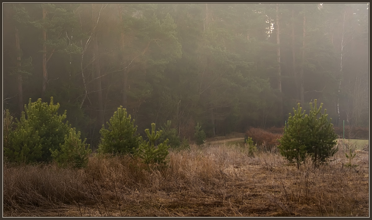 photo "Morning on the skirts of a forest" tags: landscape, spring