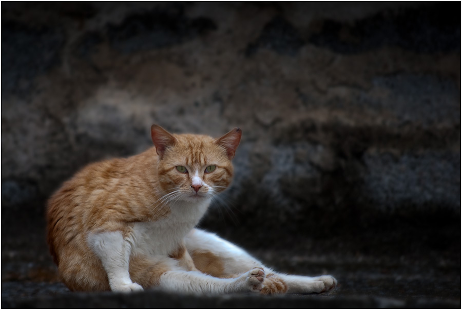 photo "Tango's portrait" tags: nature, pets/farm animals