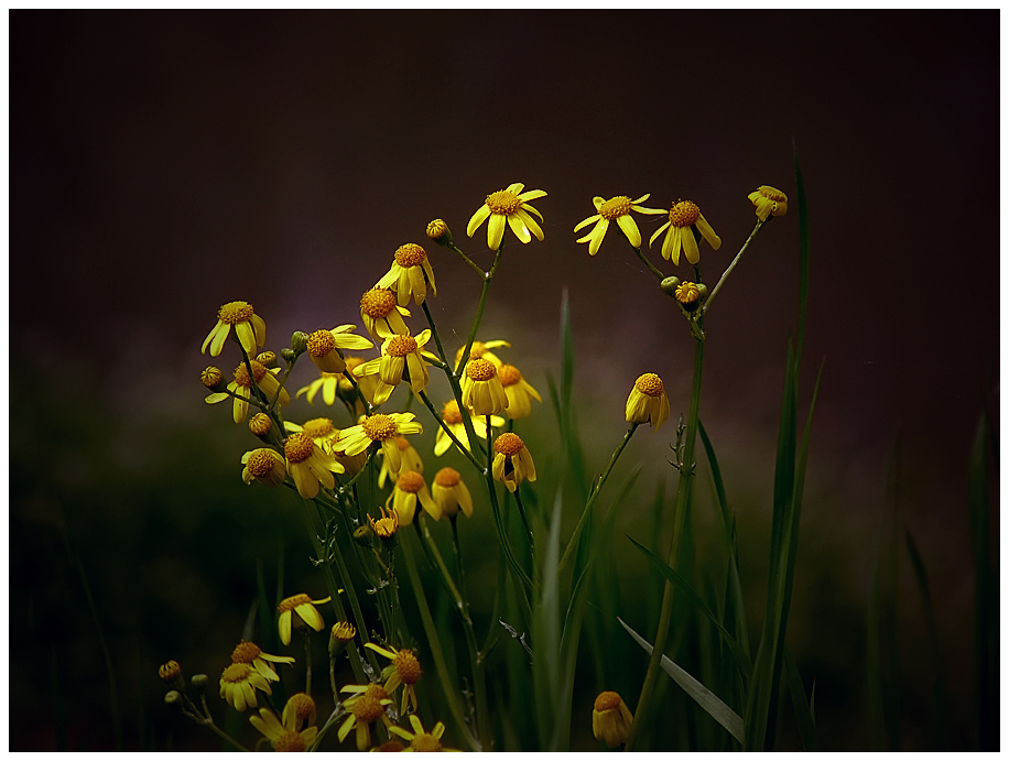 photo "***" tags: nature, flowers