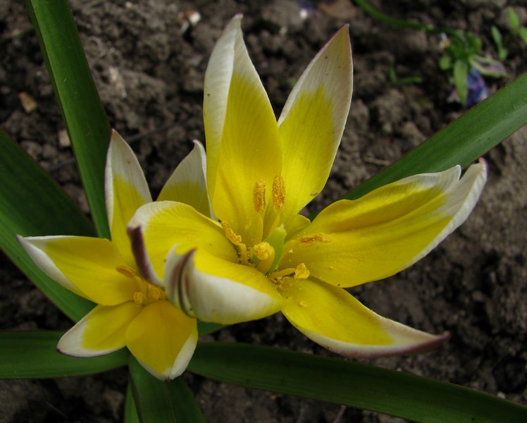 photo "***" tags: nature, macro and close-up, flowers