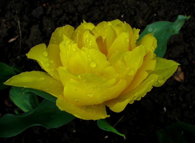 photo "***" tags: nature, macro and close-up, flowers