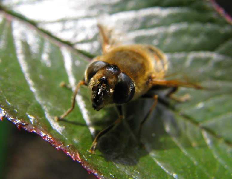 photo "***" tags: nature, macro and close-up, insect