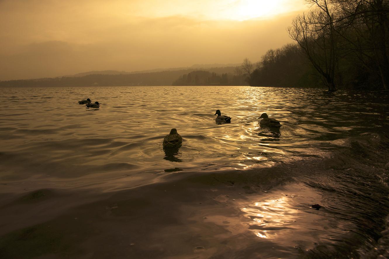 photo "Last days before the war" tags: nature, pets/farm animals