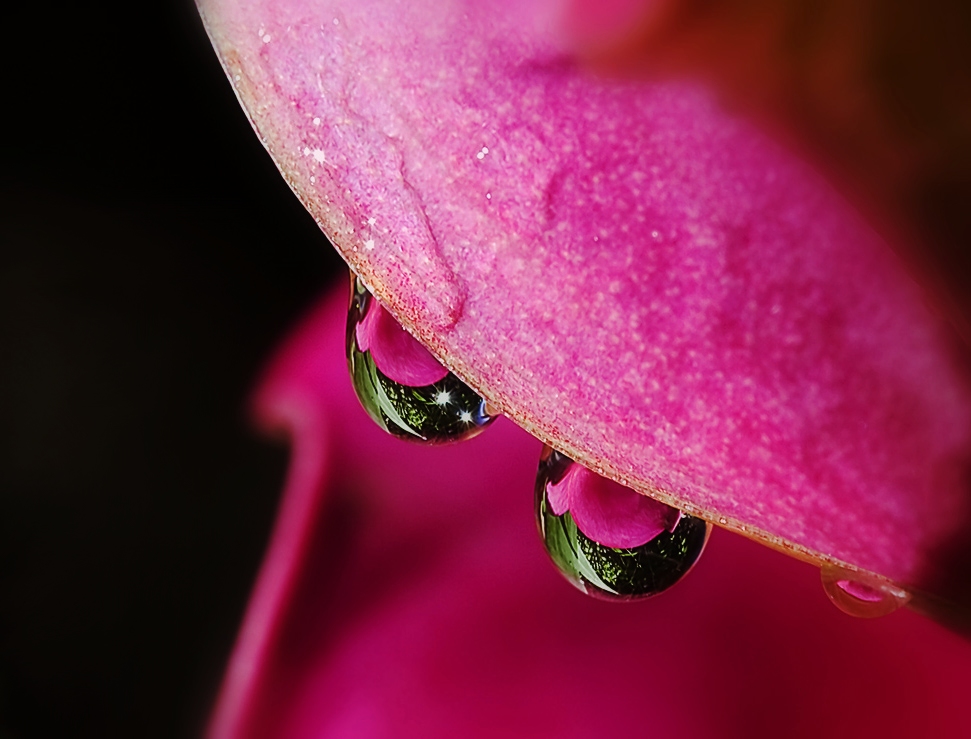 photo "Iris" tags: nature, macro and close-up, flowers