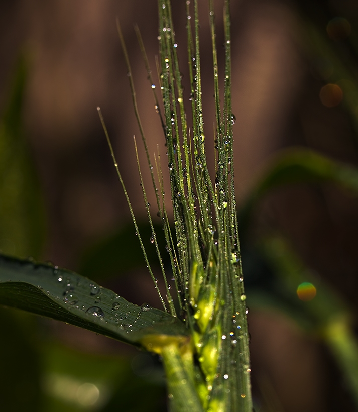 photo "Morning" tags: nature, macro and close-up, flowers