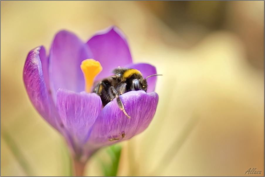 photo "***" tags: nature, flowers, insect