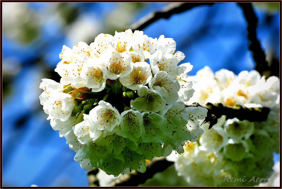 photo "blossem" tags: nature, macro and close-up, flowers