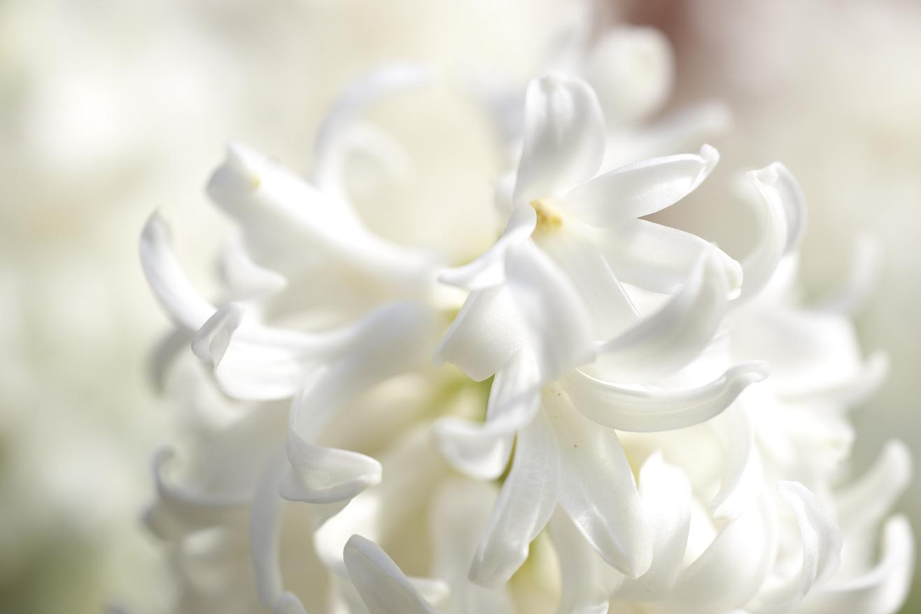 photo "white hyacintus" tags: nature, flowers