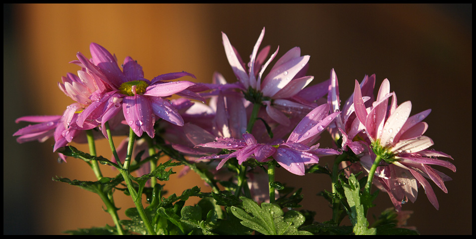 photo "***" tags: nature, flowers