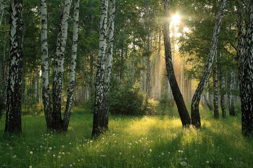 photo "***" tags: landscape, forest, summer