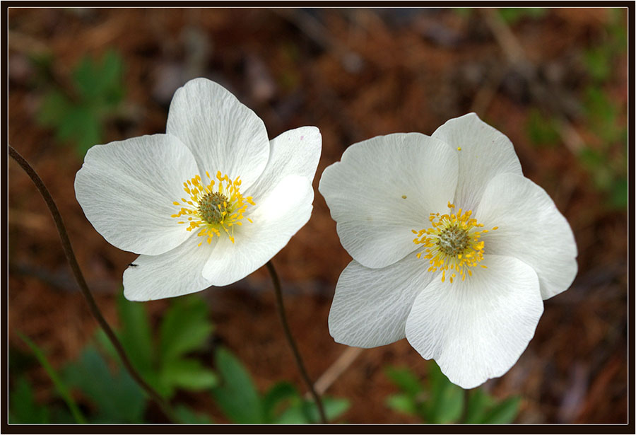 photo "***" tags: nature, flowers