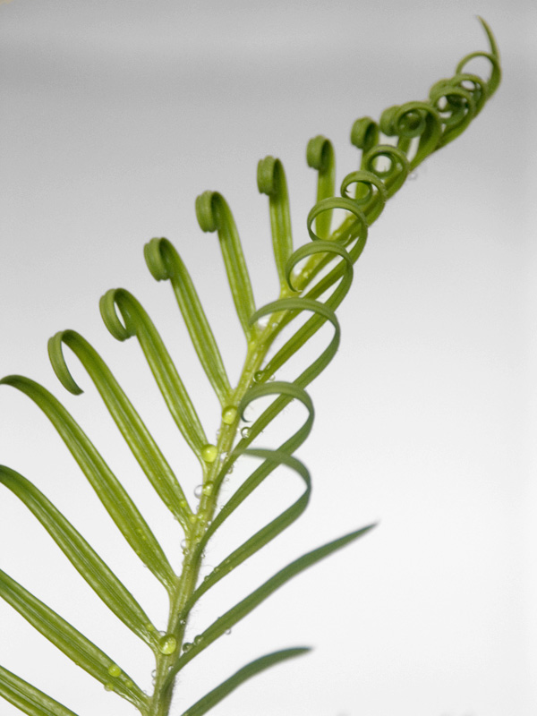 photo "Palm" tags: , 