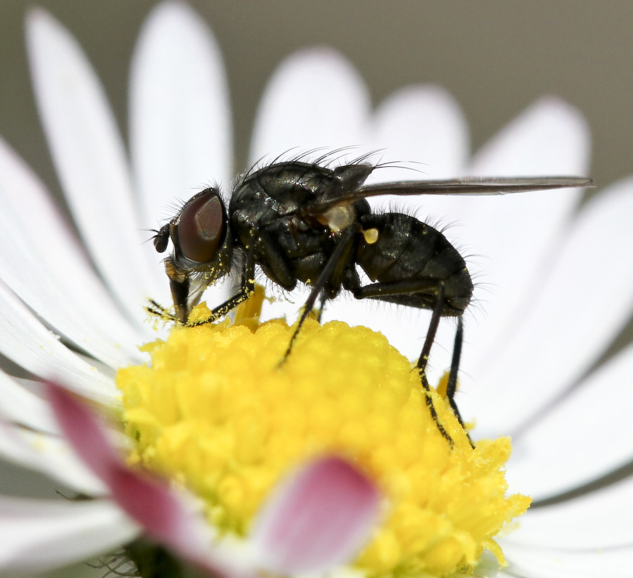 photo "***" tags: nature, insect