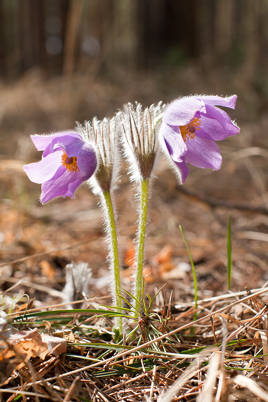 photo "Tender feelings" tags: nature, flowers