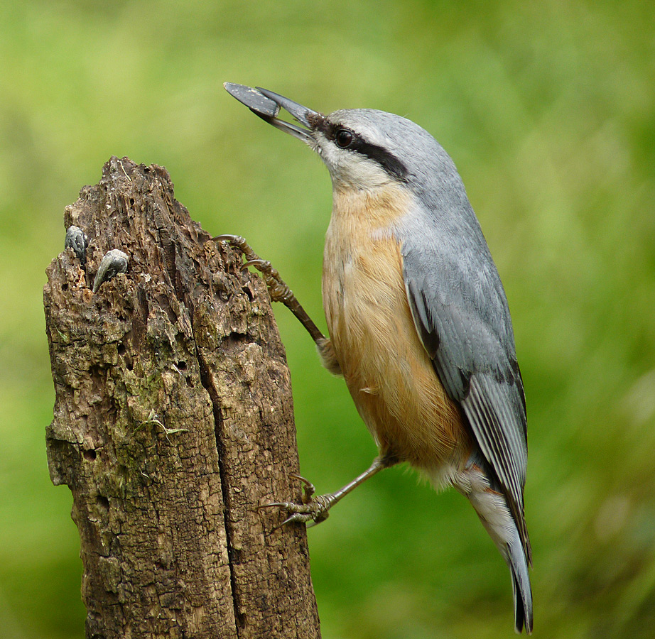 photo "***" tags: nature, wild animals