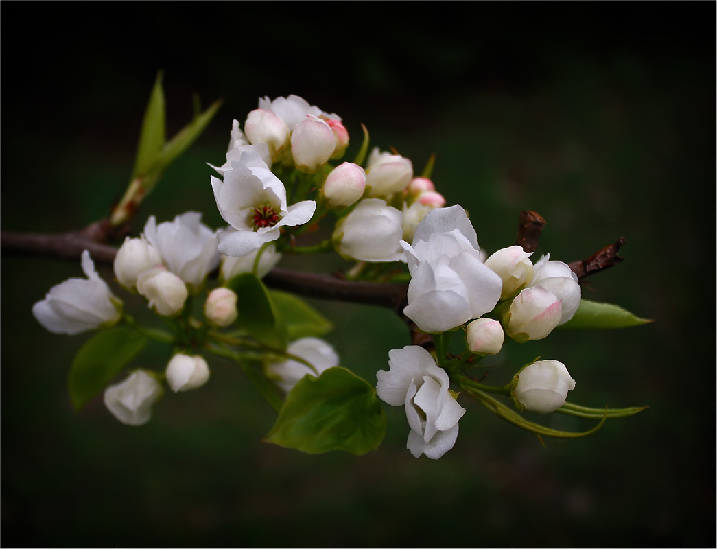 photo "Apple-trees almost in blossom" tags: nature, flowers