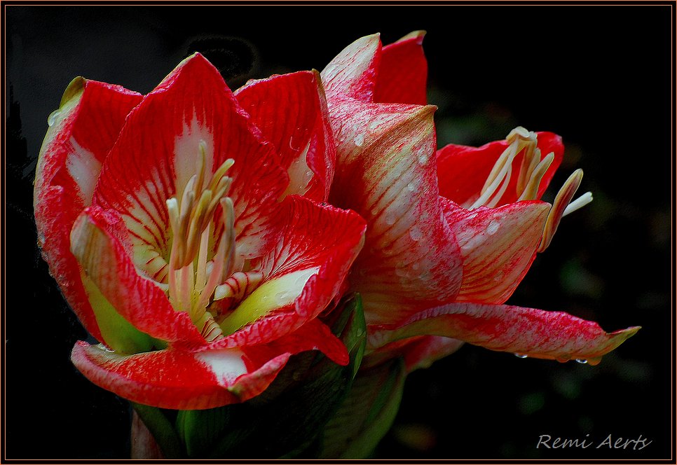 photo "for you girls" tags: nature, macro and close-up, flowers